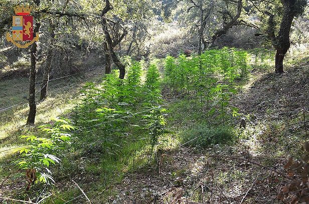 Maxi piantagione di marijuana, giovane arrestato a Sarule