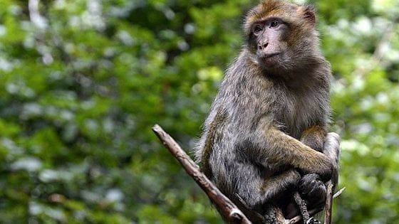 Vaiolo delle scimmie: secondo caso in Gran Bretagna con febbre, dolori e pustole