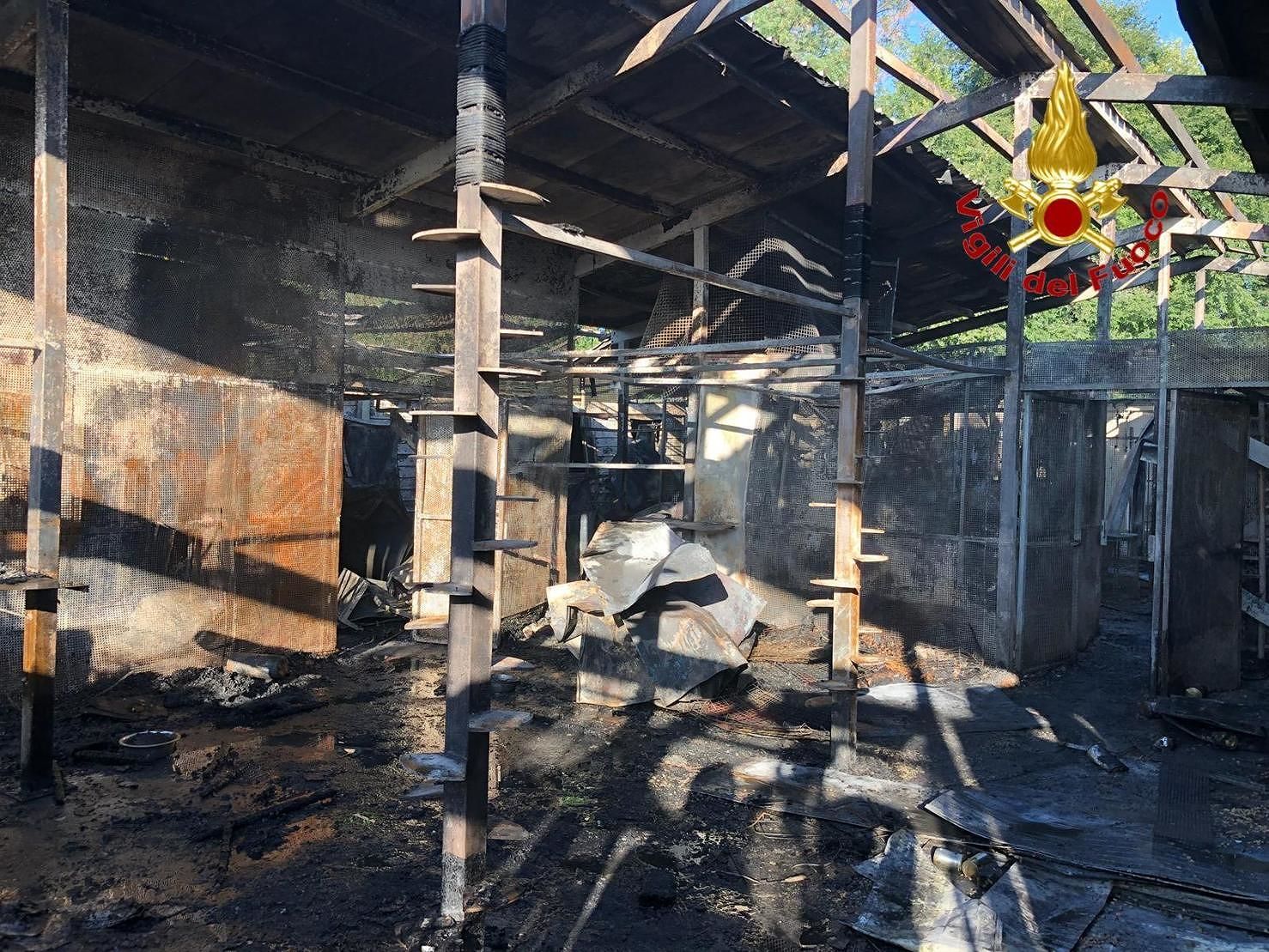 Strage di mici a Rho: va a fuoco il gattile, tutti morti