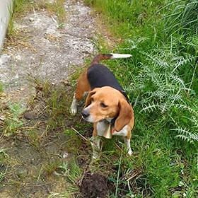 Bella, beagle di 5 anni si è persa nelle campagne tra Olzai e Sarule: aiutiamola