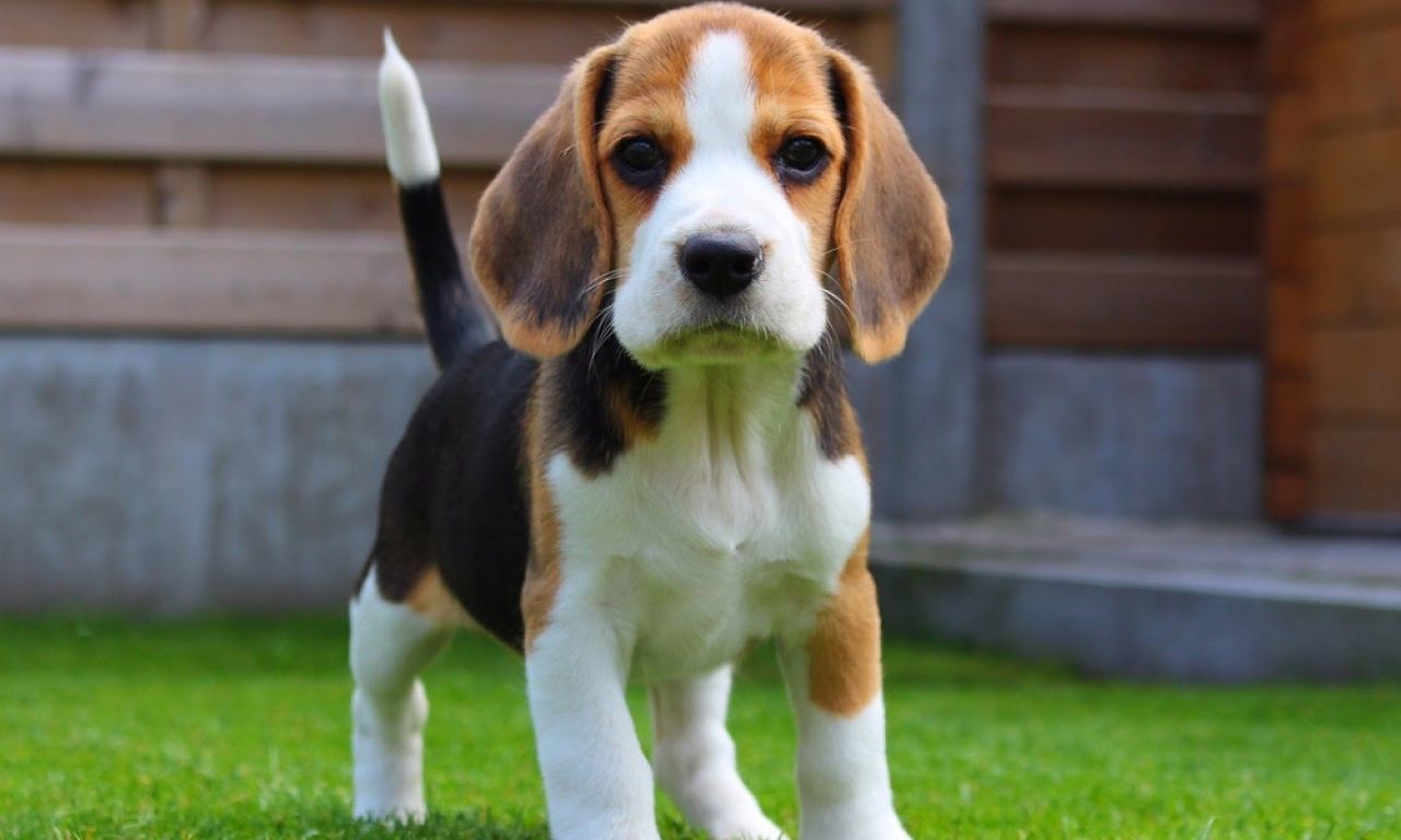 Serramanna, rapito un bellissimo beagle: “Una scena da incubo, rubato sotto i miei occhi”