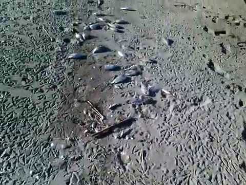 Muravera, strana moria di pesci nella spiaggia di Feraxi