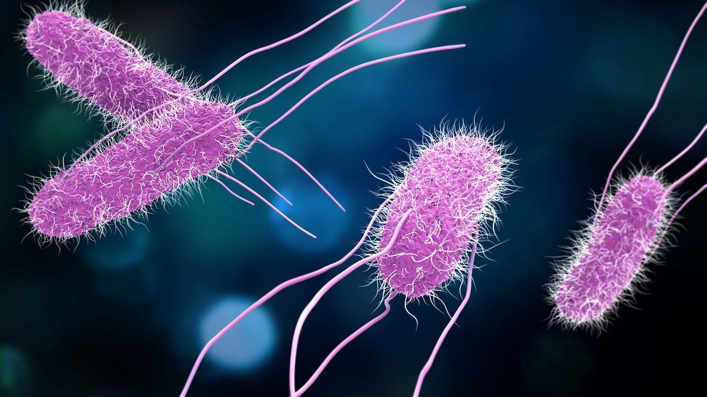 Tutte le carni sono a rischio salmonella: è allarme in Europa