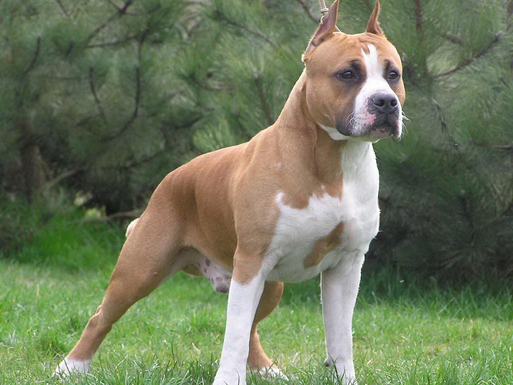 Quartu, due cani all’assalto di un 30enne: l’uomo ricoverato in gravi condizioni