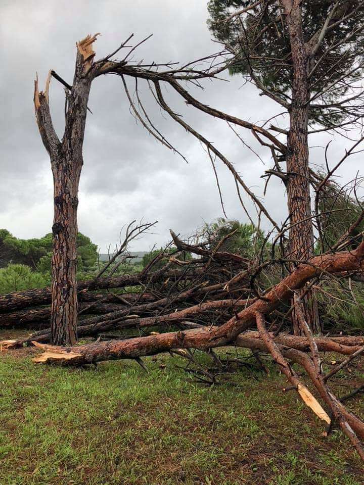 Tromba d’aria in Baronia, decine di alberi sradicati a Budoni