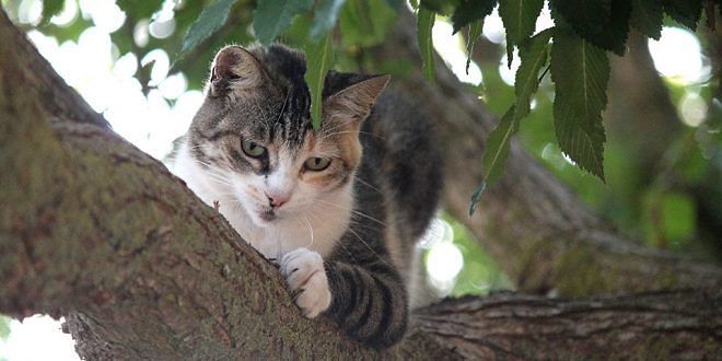 Festa degli Alberi all’Oasi Felina di Su Pallosu