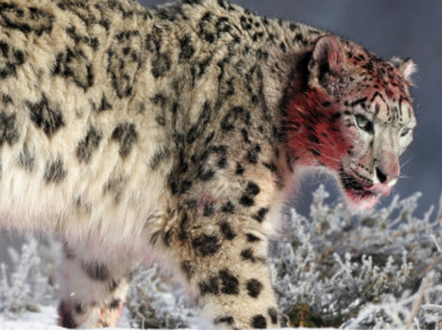 Tragedia in Nepal: leopardo sbrana e uccide una bimba di 4 anni