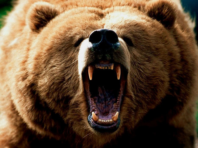 Orrore in Canada: mamma e bimba di 10 mesi uccise da un grizzly