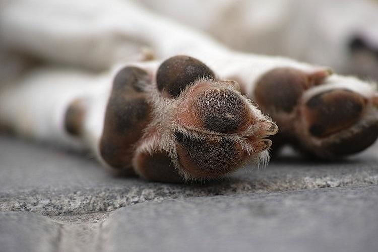 Orrore a Cagliari, “cane abbandonato e morto di stenti nonostante le tante segnalazioni fatte”