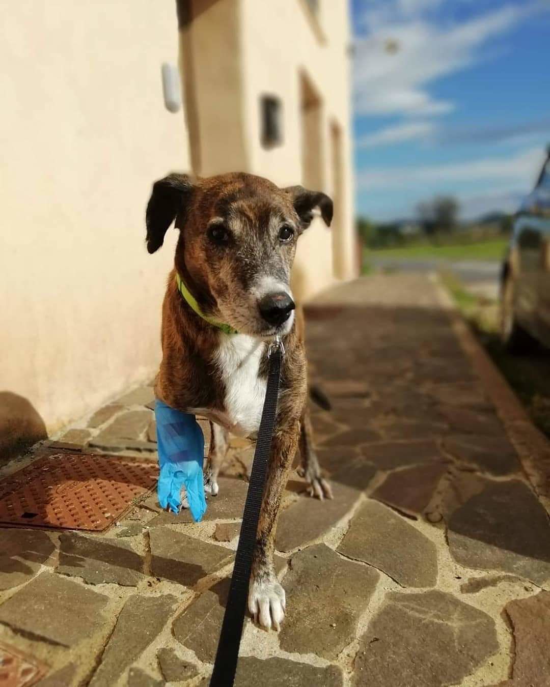 Nino, il cane ferito da un proiettile commuove il web: “Aiutateci a trovargli un bravo padrone”