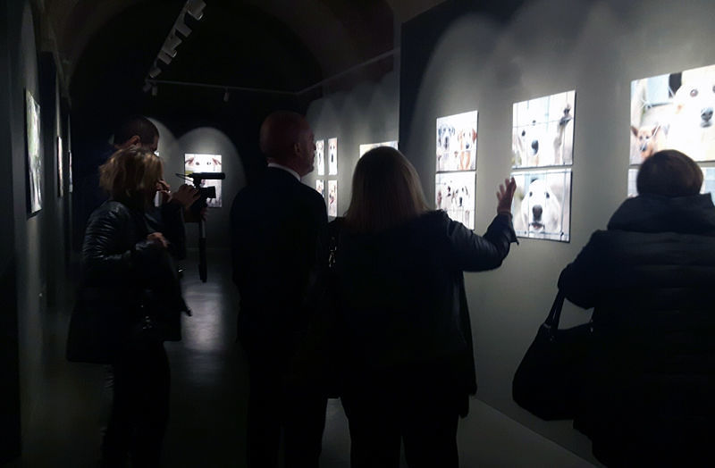 Un cane è per sempre, a Sassari una mostra di sensibilizzazione