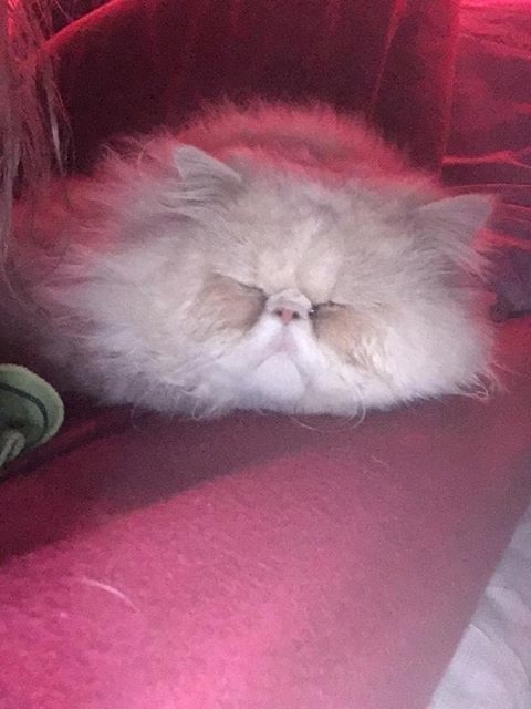Suelli, il bellissimo gatto Moreno è scomparso: SOS per ritrovarlo
