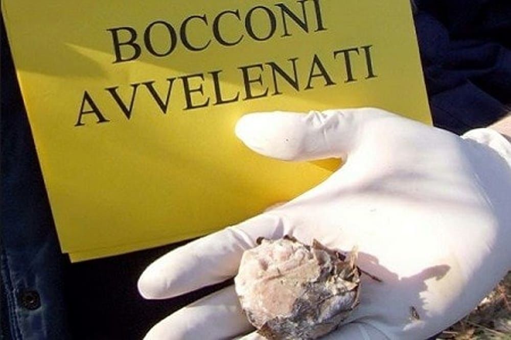 Italia, sono 58mila i cani vittime di polpette avvelenate solo nel 2018