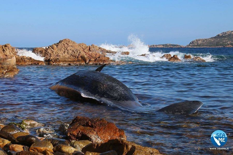 Capodoglio di 6 metri spiaggiato a Porto Cervo: oggi l’esame per capire le cause della morte