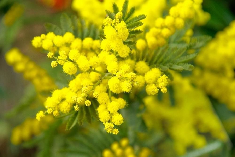 Festa della donna, perché si celebra l’8 marzo e la fake news del rogo in fabbrica