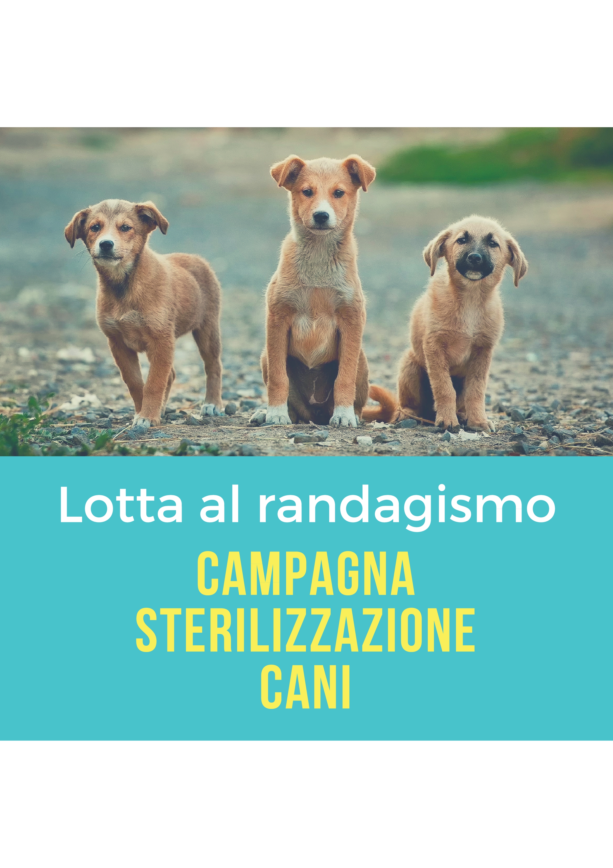 Lotta al randagismo, il Comune di Sant’Antioco promuove la sterilizzazione dei cani di proprietà