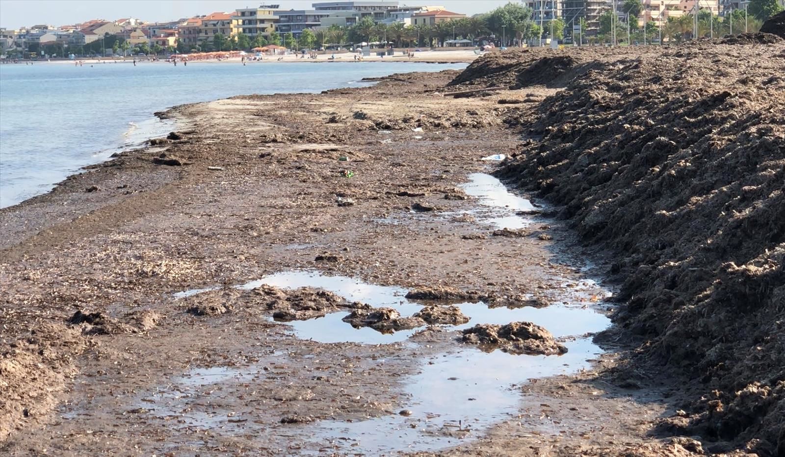 Posidonia, una tesi di dottorato dell’Università di Cagliari conferma: “Rimozione entro parametri precisi”