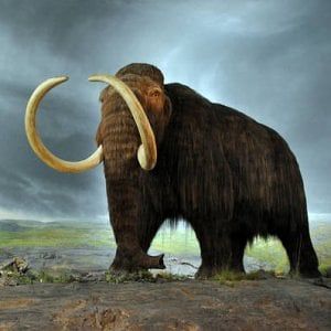 Indiana, scoperto lo scheletro di un enorme mammut: “Le zanne sono lunghe tre metri”