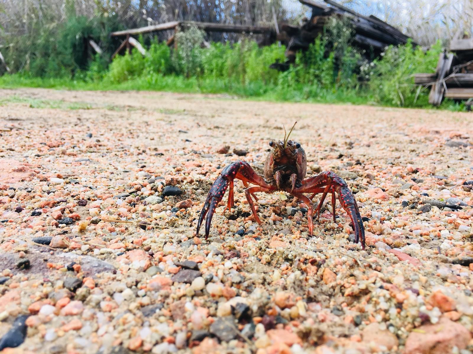 Parco Molentargius-Saline: è caccia aperta al Gambero della Louisiana