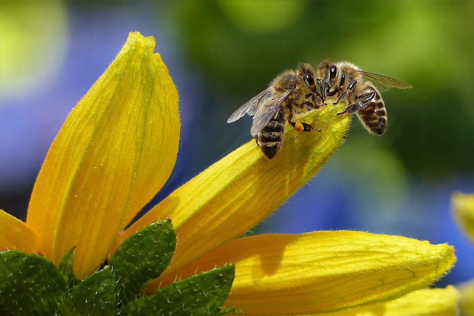 Un caso bizzarro per gli scienziati: api vivono negli occhi e bevono lacrime