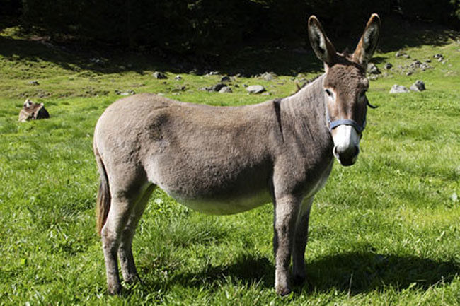 Fa sesso con un’asina: multa da 2 mila euro per crudeltà sugli animali