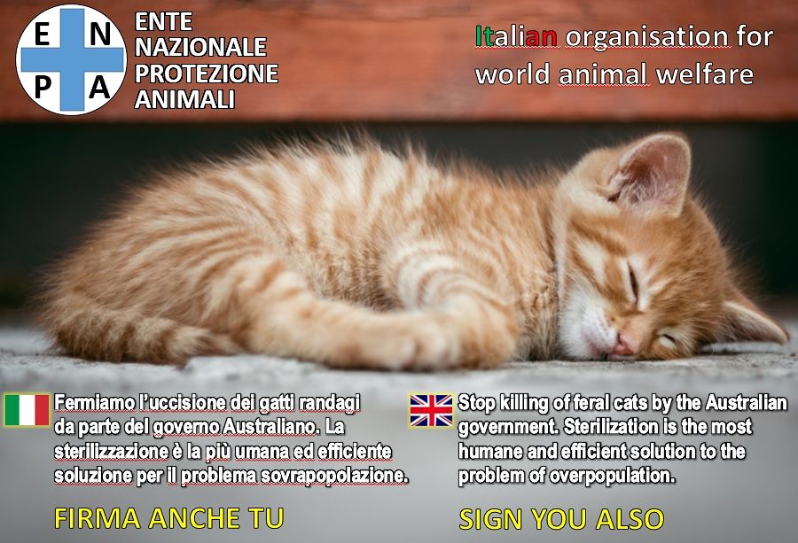 L’Australia vuole sterminare 2 milioni di gatti entro il 2020, Enpa: “Diciamo no con una firma!”