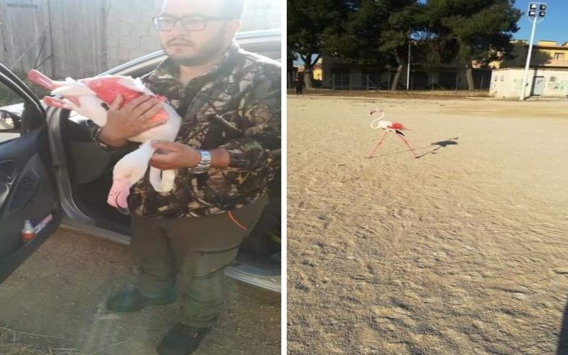 Sestu, fenicottero ferito a un’ala salvato da una runner: “Abbiamo deciso di chiamarlo Fortunato”