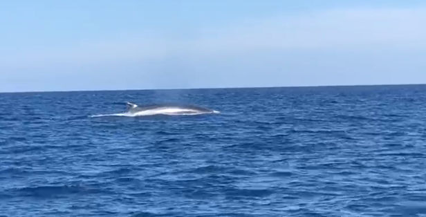 Cinque balenottere “danzano” nella acque di Villasimus: ecco il bellissimo video