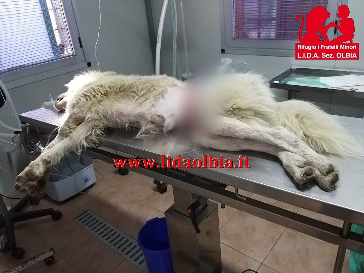 Orrore in Sardegna, “cane segato in due dal fil di ferro dei bracconieri”