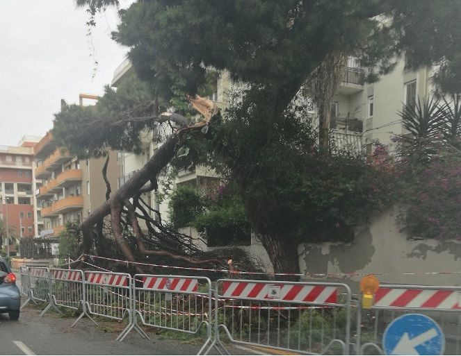 Grosso albero crolla in viale Poetto, traffico in tilt e lunghe file a Cagliari