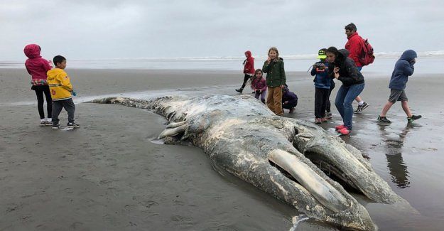 Usa, 70 balene grigie morte spiaggiate in 5 mesi: si indaga sulle cause