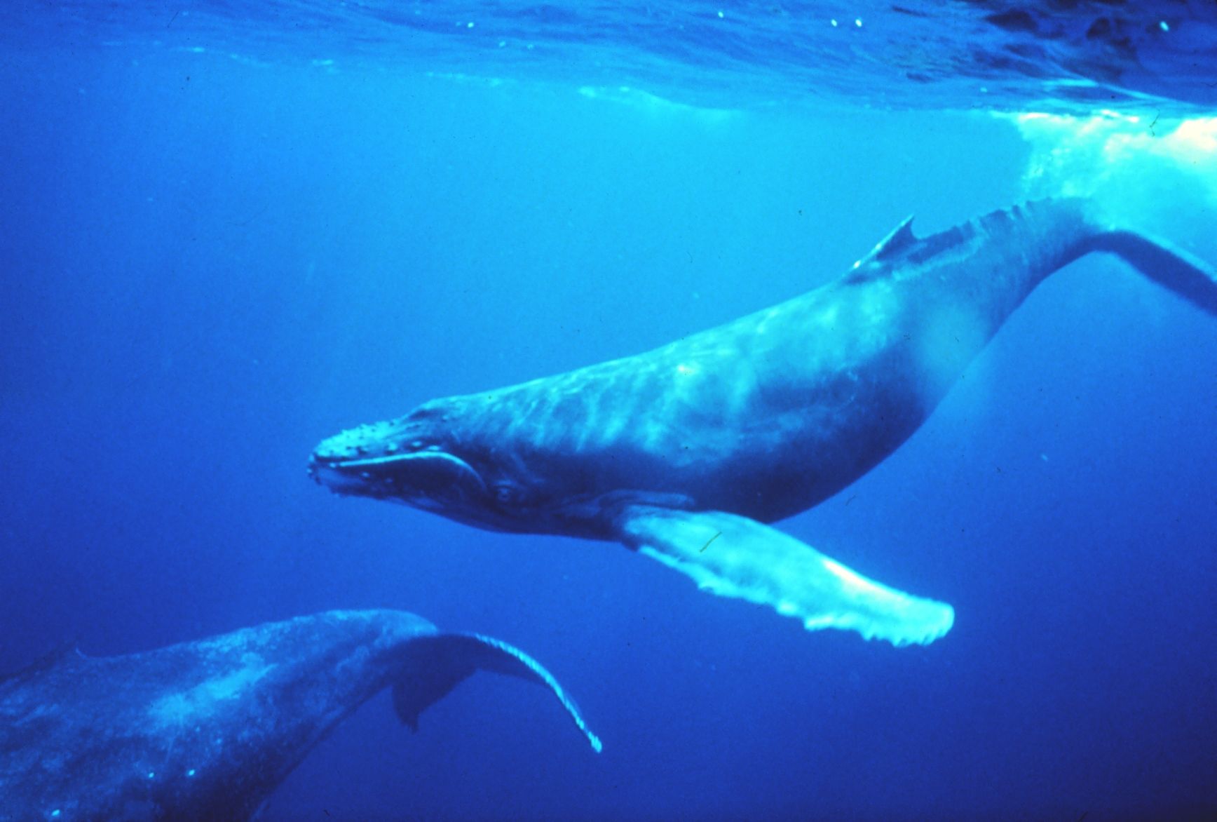 Scozia: attrezzi da pesca abbandonati in mare uccidono una megattera