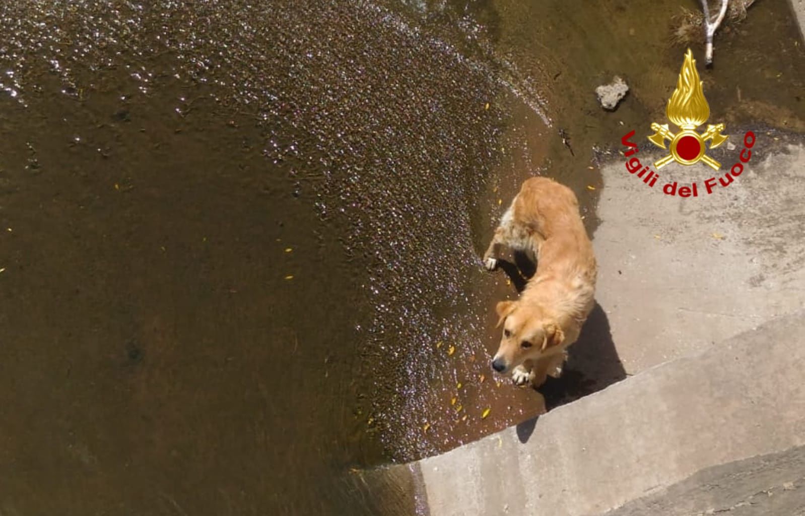 Villaspeciosa, i vigili del fuoco intervengono per soccorrere un cane caduto in un canale