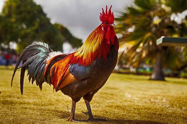 Il canto del gallo disturba i vicini: si va a processo