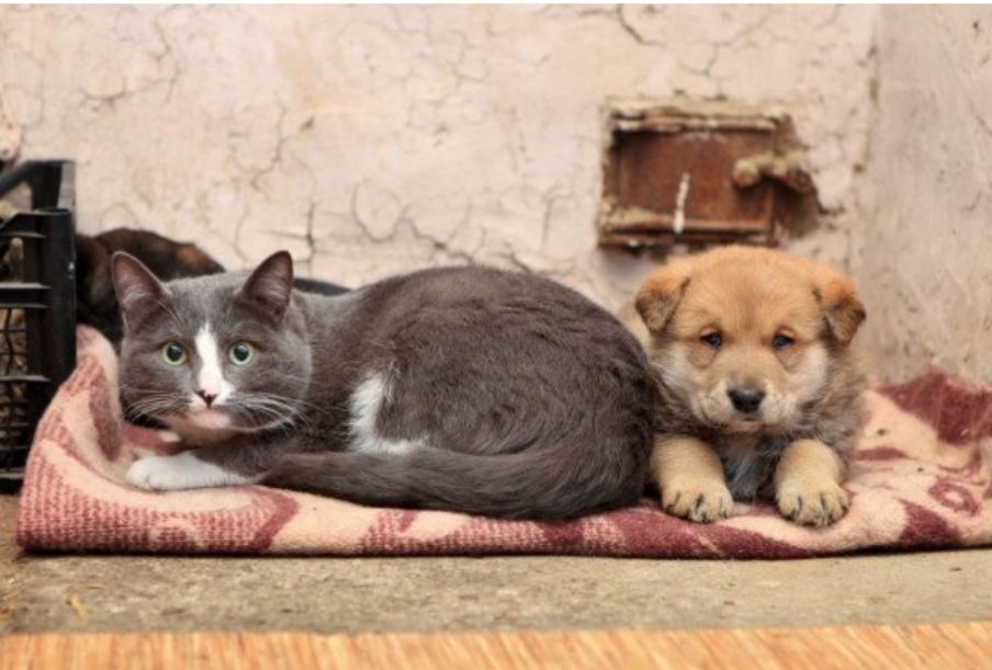 A Serramanna manca il canile, gli animalisti chiedono un ricovero temporaneo per i randagi