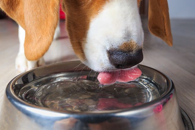 Un po’ d’acqua per il cane e il bar la fa pagare: è bufera sui social