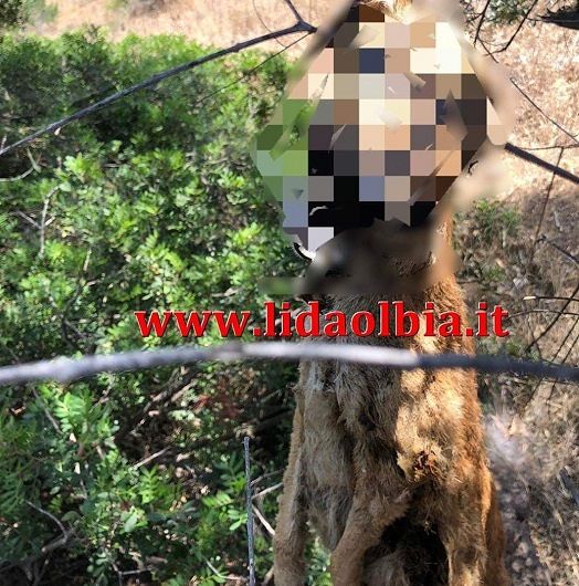 Valledoria, cane impiccato ad un albero: “Ennesimo animale ucciso barbaramente dall’uomo”