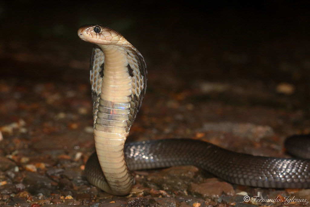Germania, catturato il cobra che ha seminato il panico per una settimana a Herne