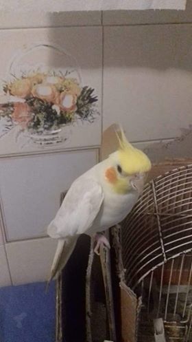 Cagliari, pappagallo smarrito a Sant’Elia: “Offro ricompensa a chi lo ritrova”