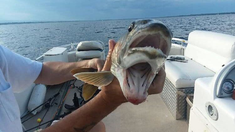 Pescato salmone con due bocche nel lago Champlain: la foto è virale sui social