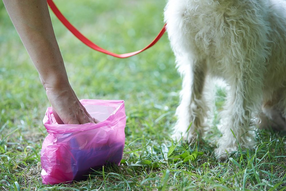Assemini, lascia gli escrementi del suo cane sulla strada: maxi multa al padrone incivile