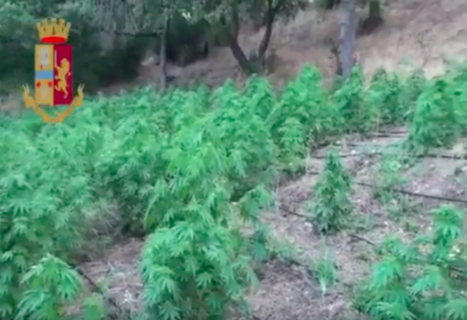 Sorpreso ad innaffiare 248 piante di marijuana: 19enne in manette ad Orgosolo