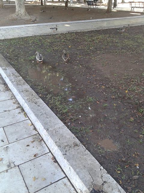 Piazza Giovanni piena di anatre: “Sono state “sfrattate” dal parco della Musica?”