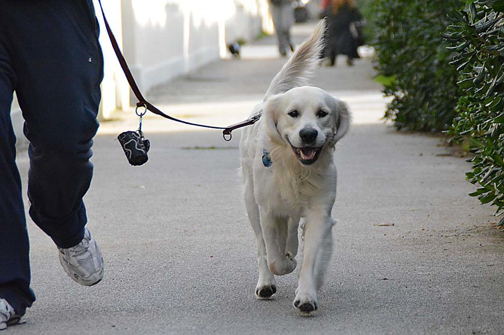 Assemini, strage di multe ai padroni dei cani senza microchip: “Devono pagare 172 euro”