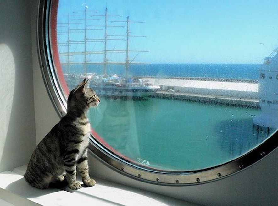 Sardegna, l’idea della Lega: “Cani e gatti gratis su navi e traghetti”