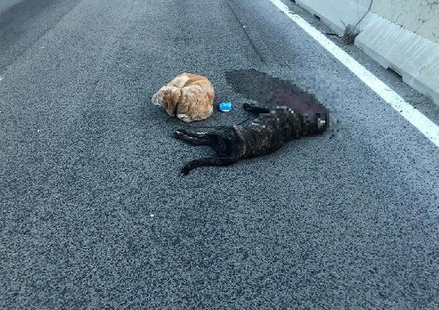 Cagnetta travolta a Buddi Buddi, una taglia di 2mila euro per trovare il responsabile