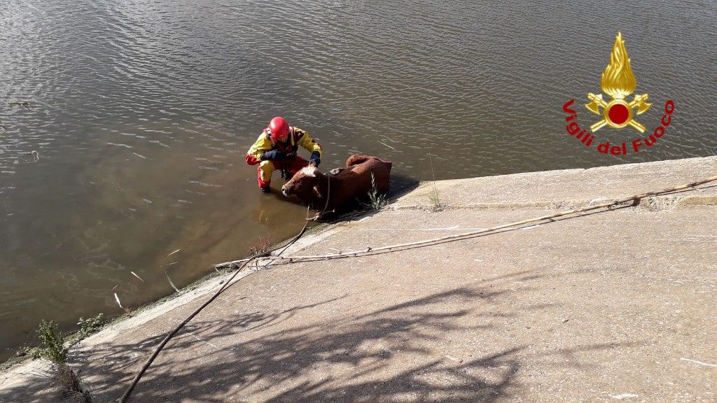 Carbonia, i Vigili del fuoco si “trasformano” in moderni cowboys e salvano una mucca