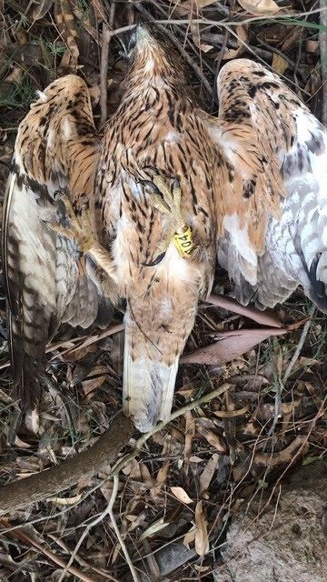 Bracconieri uccidono una delle prime aquile reintrodotte nell’isola: “Una fucilata contro la Sardegna”