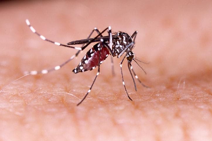 Sospetto caso di febbre Dengue contratto a Capoterra: turista ricoverata in Germania