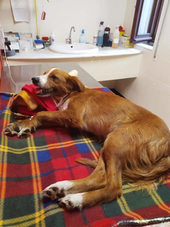 Choc tra Guspini e Gonnostramatza, cane sparato e investito: “Crudeltà inaudita”